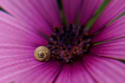 CLOSEUP06.JPG